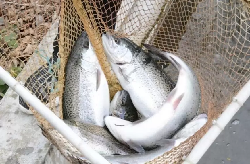 İrandan Azərbaycana 1 242 ton forel gətirilib – Kiloqramı 7,2 manata